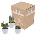 Kaktusmix (Cactaceae) i hvid potte – Ø11 cm, 23 cm høj