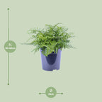 Asplenium Parvati (Vogelnestfarn) – Ø 21 cm, 40 cm hoch
