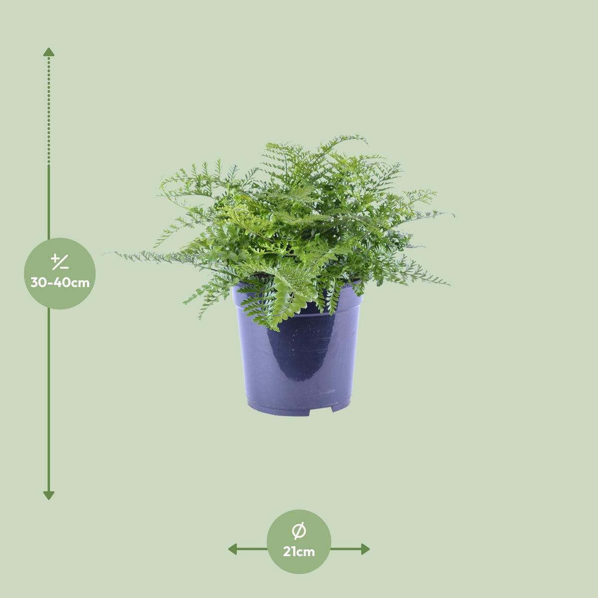 Asplenium Parvati (Vogelnestfarn) – Ø 21 cm, 40 cm hoch
