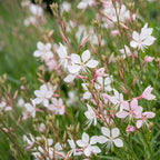 Gaura lindh. 'Whirling Butterflies' (prachtkaars) – wit – 12 planten, Ø11 cm, 15–25 cm hoog