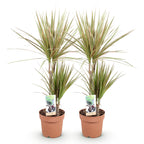 2× Dracaena marginata Bicolor (drakträd) – Ø17 cm, 70–75 cm hög