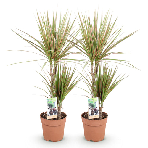 2× Dracaena marginata Bicolor (arbre dragonnier) – Ø17 cm, 70–75 cm de haut