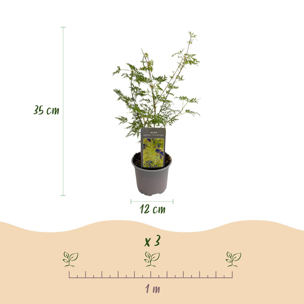 Acer palmatum 'Emerald Lace' (Japanse esdoorn) – 3 planten, Ø12 cm, 35 cm hoog