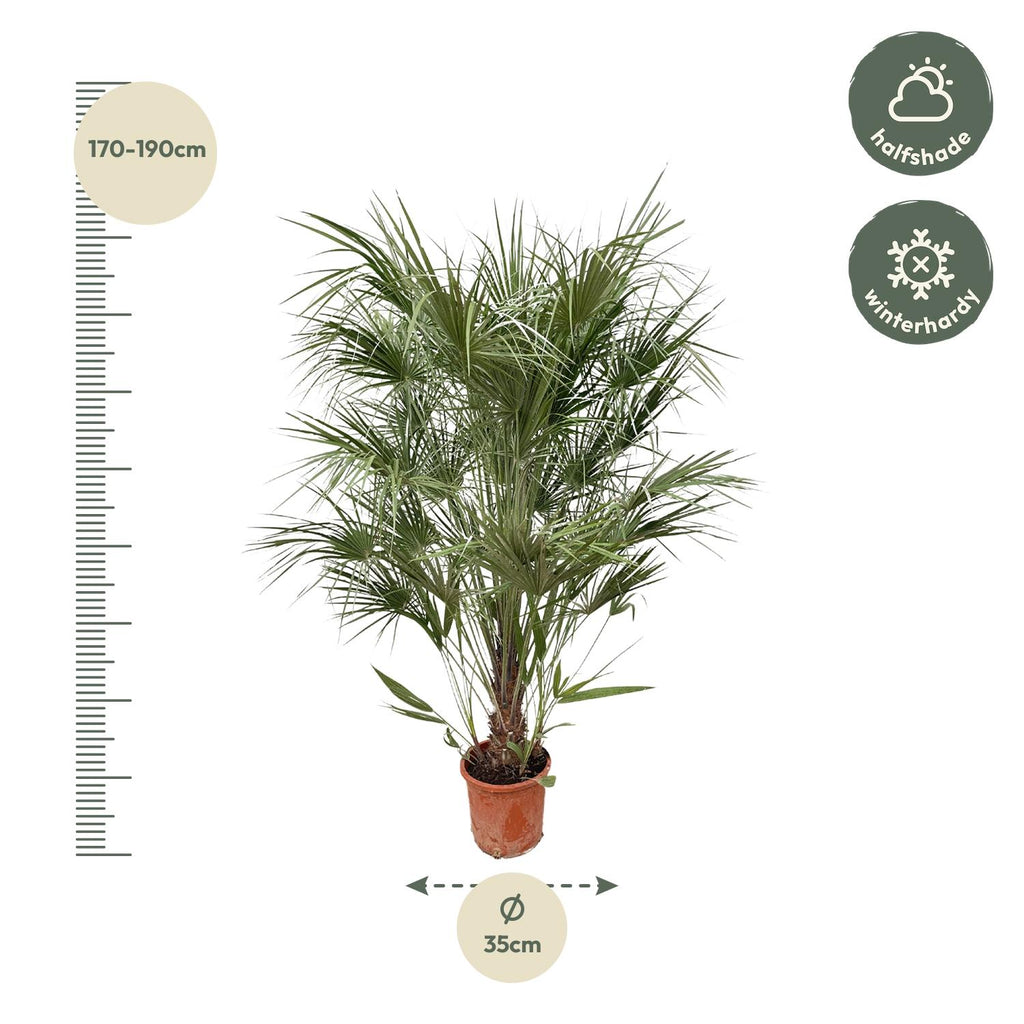 Chamaerops humilis shrub (dwarf palm) – Ø30 cm, 170 cm high – photo 2