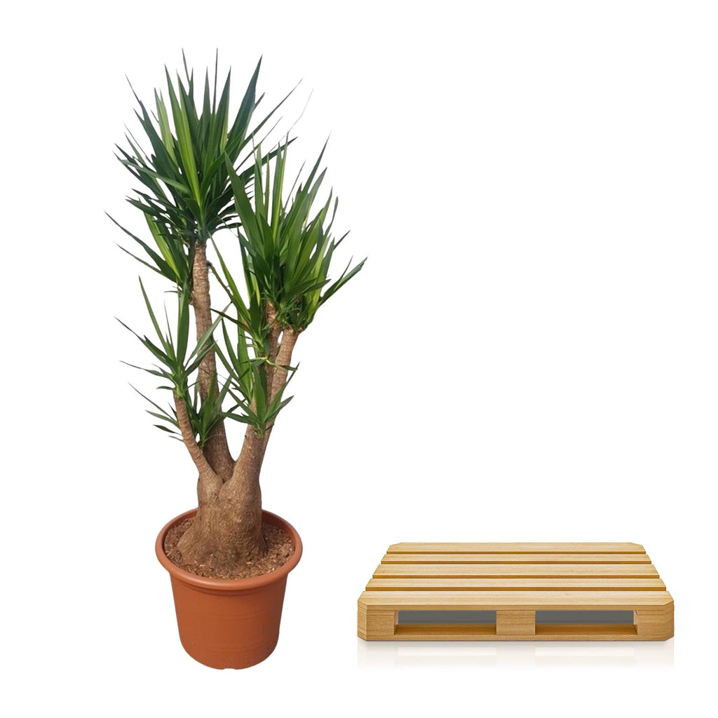 Yucca elephantipes vertakt – Ø55 cm, 190 cm hoog