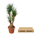 Yucca elephantipes vertakt – Ø55 cm, 190 cm hoog