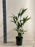 Howea forsteriana (kentiapalm) – Ø19 cm, 90 cm hoog