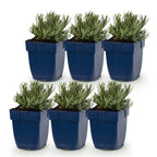 Lavandula angustifolia 'Dwarf Blue' (lavande) – violet – 6 plantes, Ø11 cm, 15–25 cm de haut