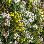 Jasminum 'Tricolour' (three-colored jasmine) – yellow-white-pink – 12 plants, Ø9 cm, 35 cm high