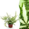Pteris cretica Albolineata (pteris-varen) – Ø12 cm, 20 cm hoog