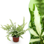 Pteris cretica Albolineata (pteris-varen) – Ø12 cm, 20 cm hoog