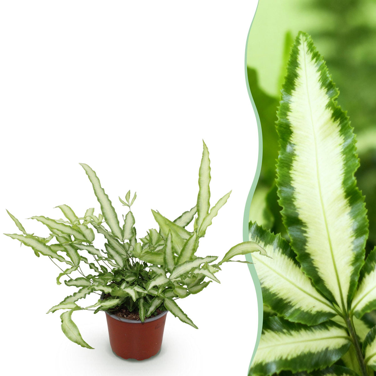 Pteris cretica Albolineata (pteris-varen) – Ø12 cm, 20 cm hoog