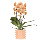 Phalaenopsis 'Niagara Falls' (orchidee) in Poppy sierpot peach – Ø12 cm