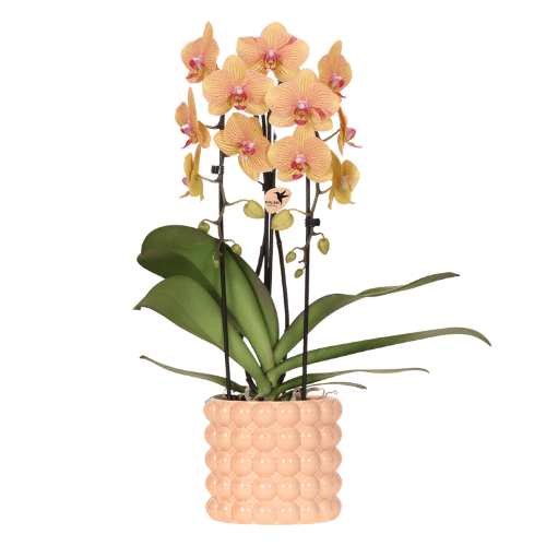 Phalaenopsis 'Niagara Falls' (orchidee) in Poppy sierpot peach – Ø12 cm