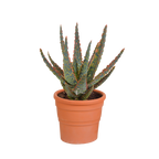 Aloë zebrina Dannyz (aloe) en pot en terre cuite – Ø11 cm, 23 cm de haut