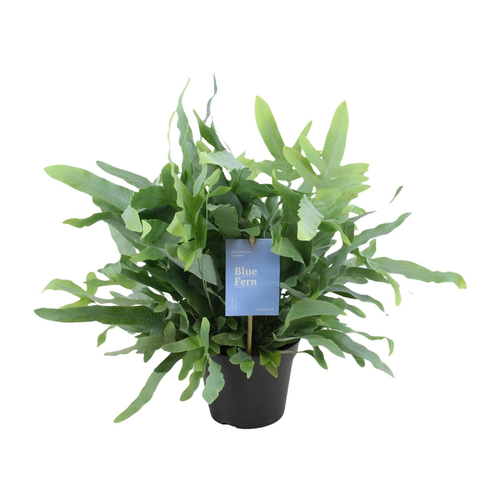 Phlebodium Blue Fern (blåbreg) – Ø14 cm, 40 cm høj
