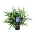 Phlebodium Blue Fern (blåbreg) – Ø14 cm, 40 cm høj