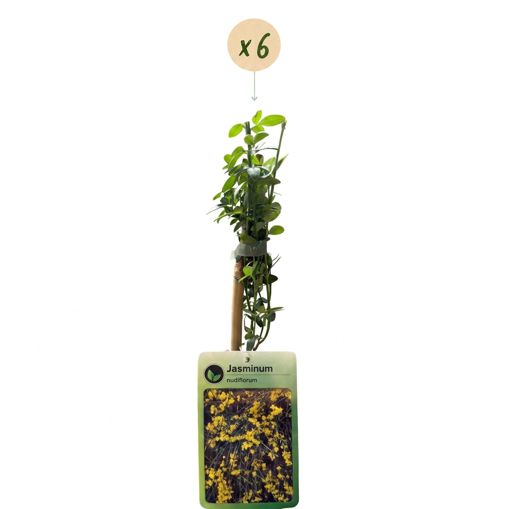 Jasminum nudiflorum (jasmin d'hiver) – jaune – 6 plants, Ø9 cm, 35 cm de haut – photo 2