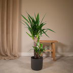 Yucca elephantipes – Ø17 cm, 85 cm hoog