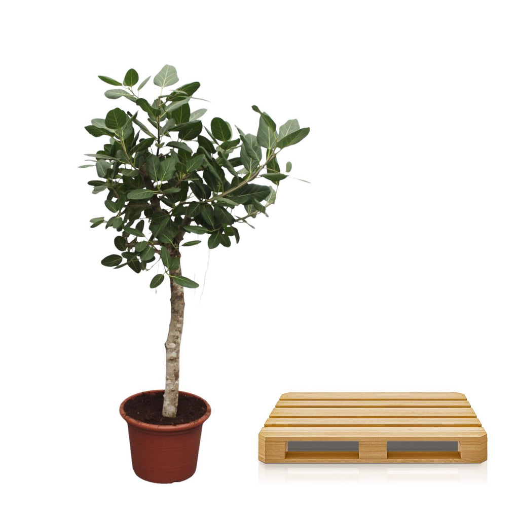 Ficus Benghalensis boom – Ø50 cm, 200 cm hoog