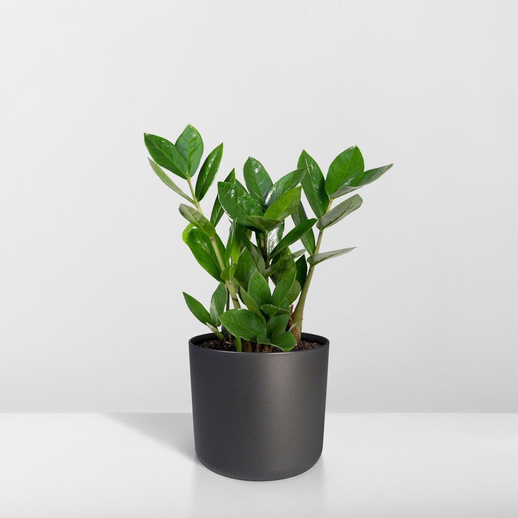 Zamioculcas (plante ZZ) – Ø 12 cm, 35 cm de haut