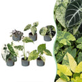 6× Baby Variegata Mix Plants incl. Linnea Misty Blue – Ø6 cm, 10–15 cm tall