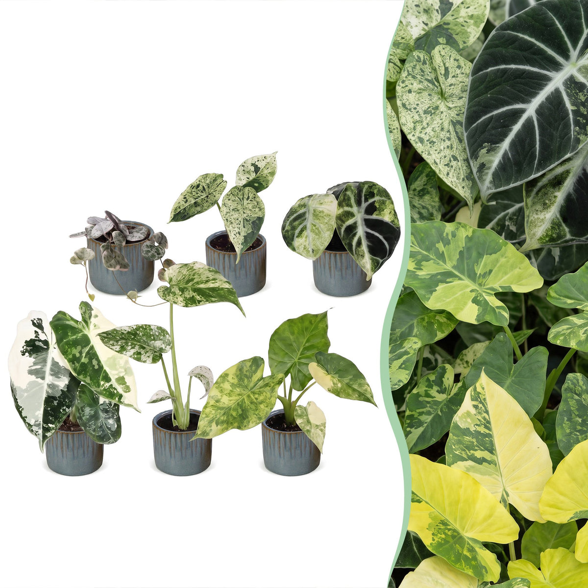 6× Babyplanter Variegata Mix incl. Linnea Misty Blue – Ø6 cm, 10–15 cm høj