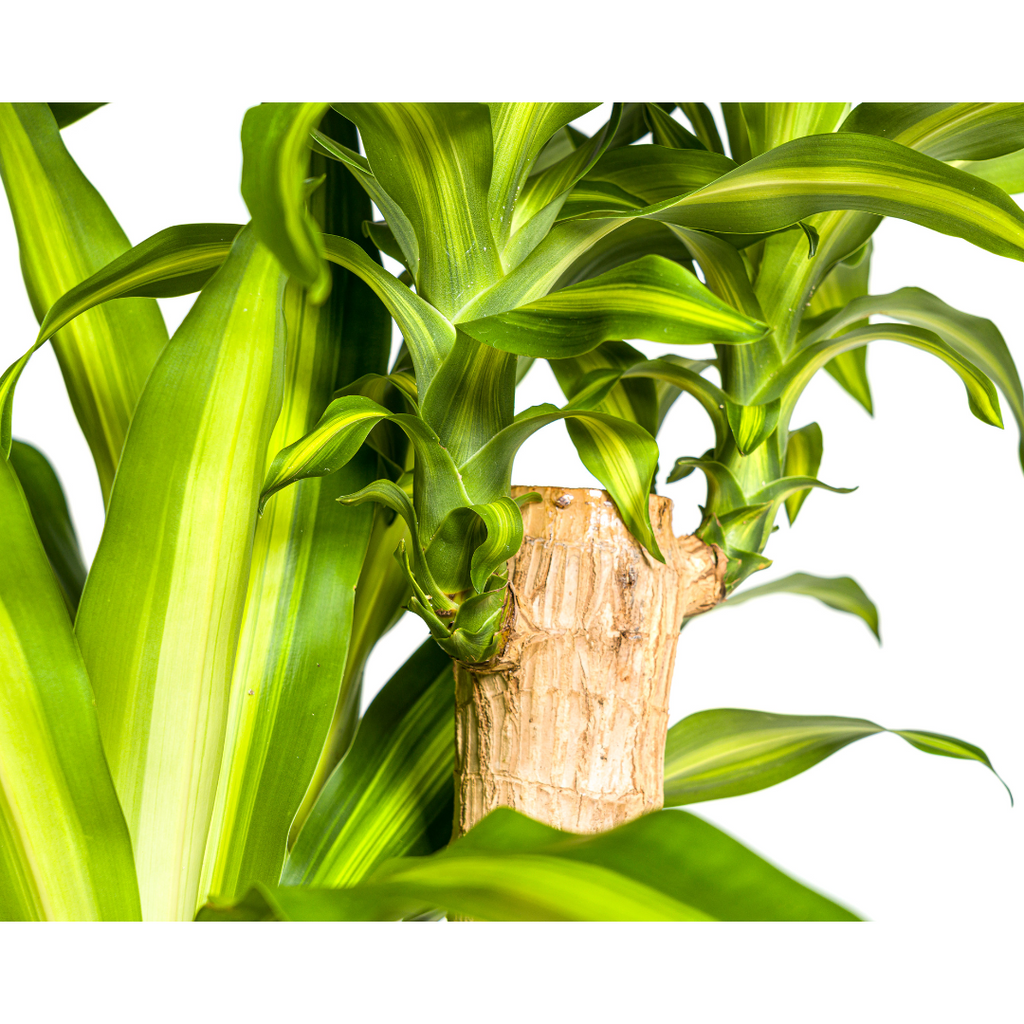 Dracaena fragrans Massangeana (dragebreg) – Ø30 cm, 170–190 cm høj