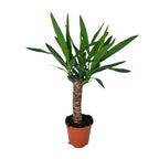 Yucca – Ø14 cm, 60 cm høj