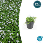 Isotoma fluviatilis 'Alba-' (blue carpet) – 12 plants, Ø9 cm, 10–25 cm high