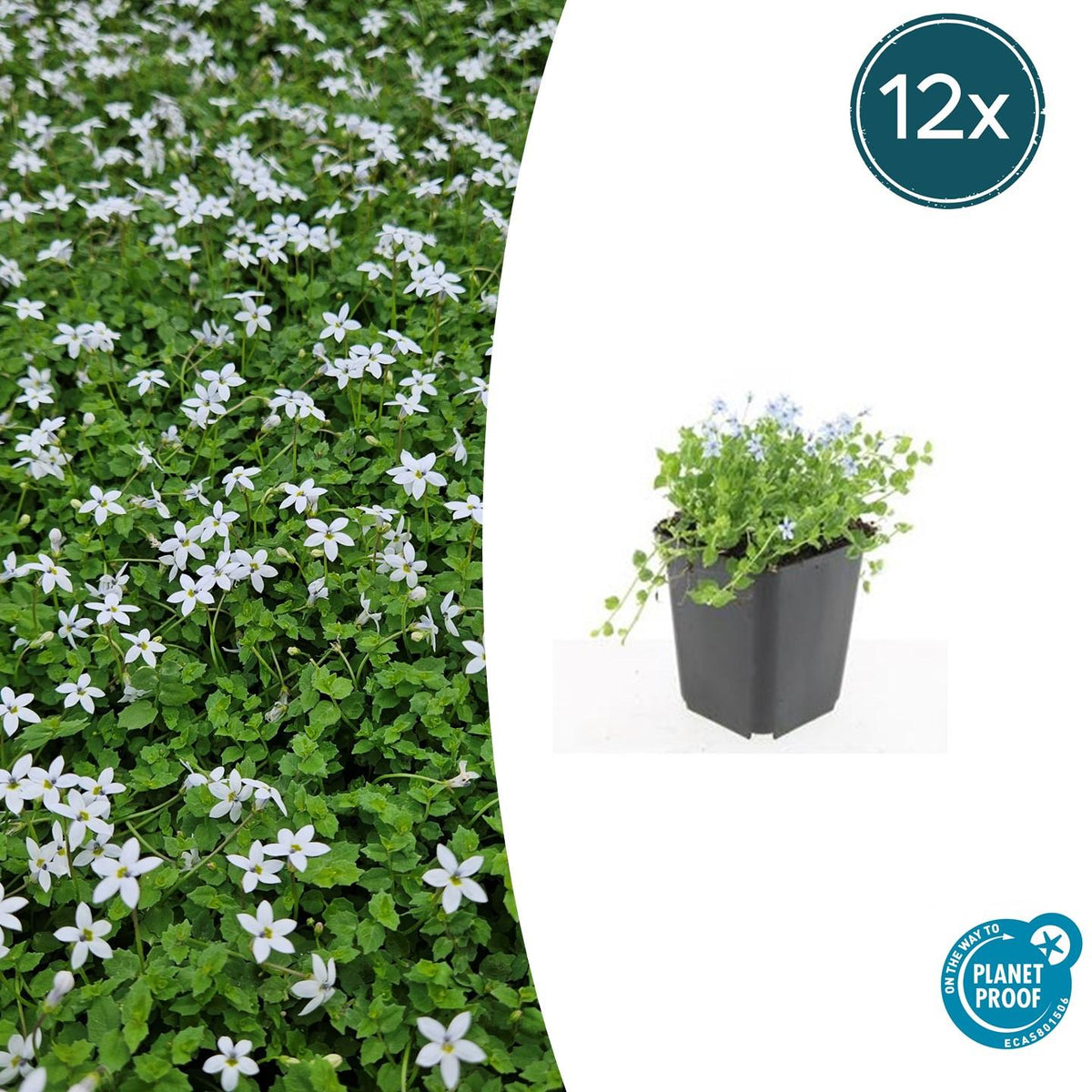 Isotoma fluviatilis 'Alba-' (blue carpet) – 12 plants, Ø9 cm, 10–25 cm high – photo 2