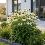 Echinacea purp. 'Alba' (échinacée) – blanc – Ø11 cm, 15–25 cm de haut