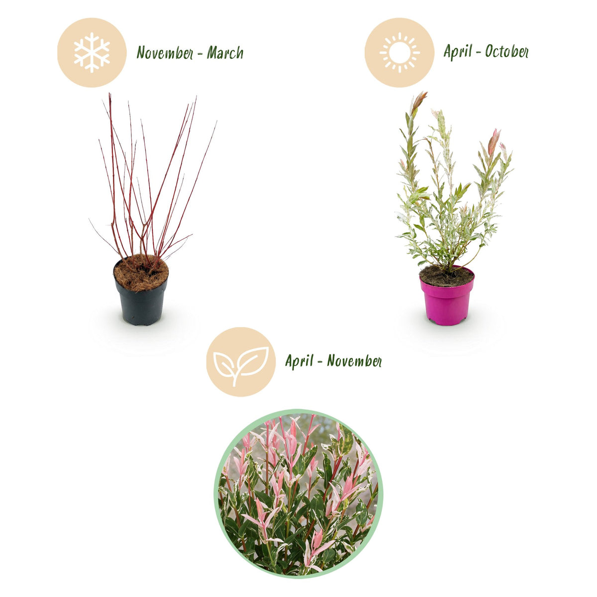 Salix 'Flamingo' (saule) – 2 plantes, Ø17 cm, 40–50 cm de haut – photo 4