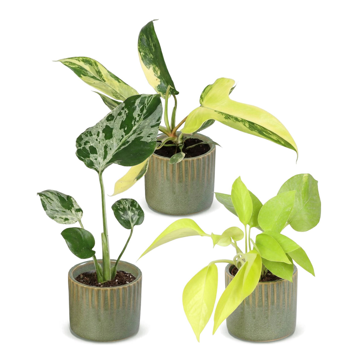 3× småplanter Tropical Mix incl. Linnea Olive – Ø6 cm, 10–15 cm høje