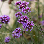 Verbena bonariensis (verveine de Buenos Aires) – violet – 12 plantes, Ø11 cm, 15–25 cm de haut