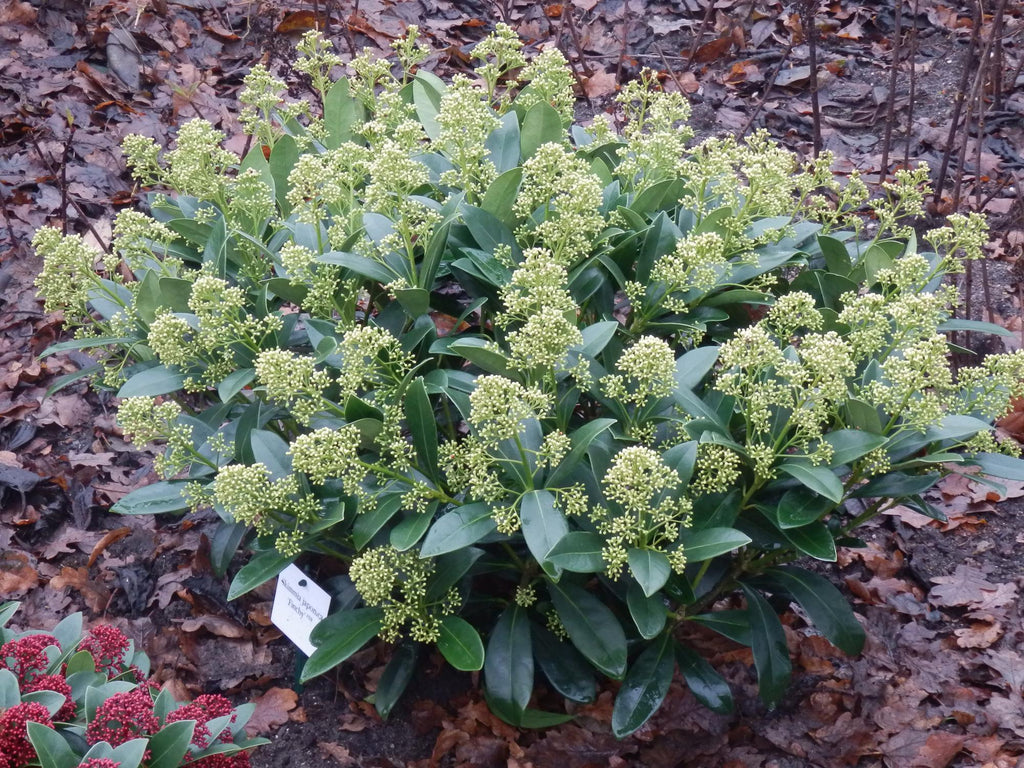 Skimmia japonica 'Finchy' – weiß – Ø 19 cm, 60 cm hoch – Bild 5