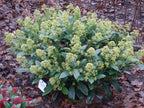 Skimmia japonica 'Finchy' – weiß – Ø 19 cm, 60 cm hoch