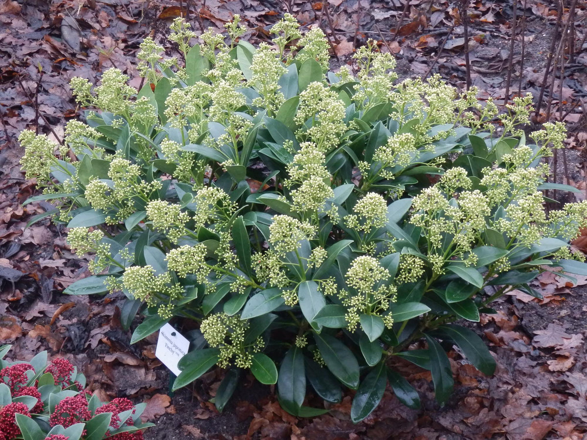 Skimmia japonica 'Finchy' – weiß – Ø 19 cm, 60 cm hoch – Bild 5