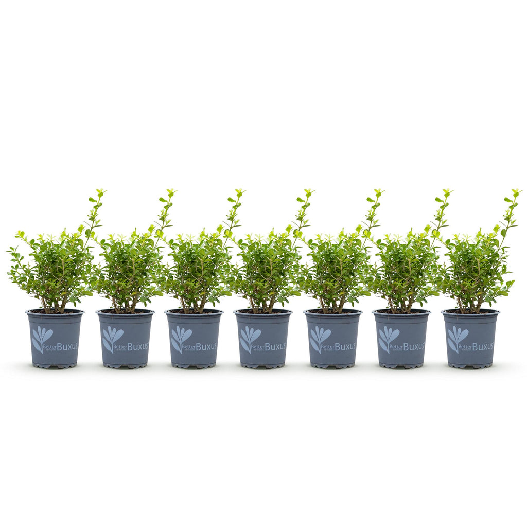 Buxus – 7 Pflanzen, Ø 11 cm, 25–30 cm hoch – Bild 2