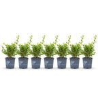 Buxus – 7 Pflanzen, Ø 11 cm, 25–30 cm hoch
