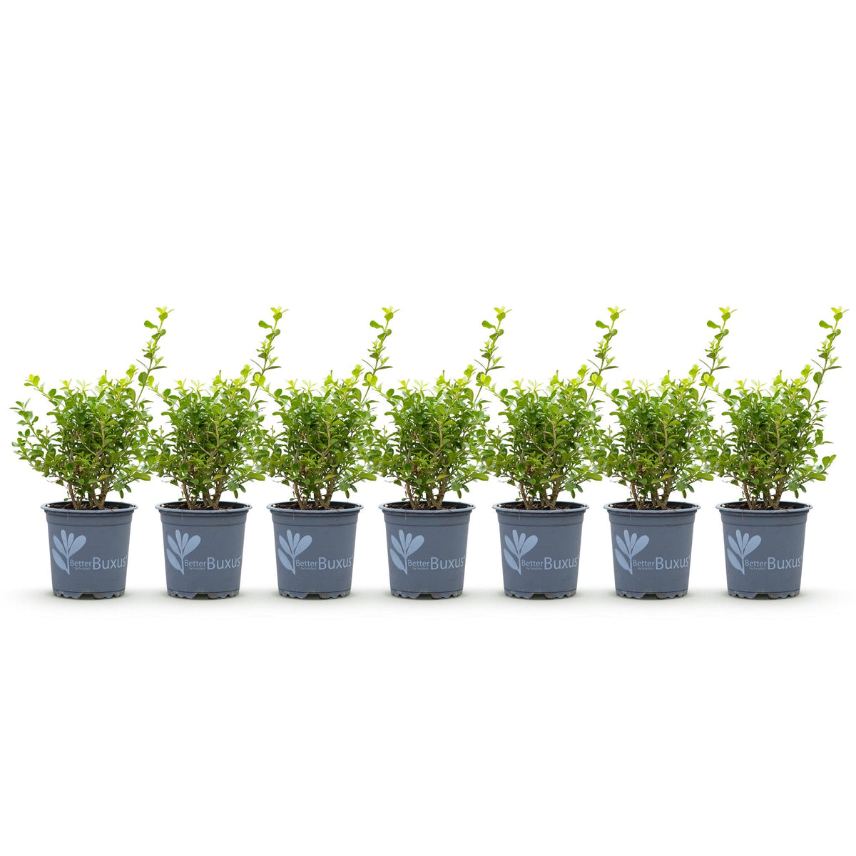 Buxus – 7 Pflanzen, Ø 11 cm, 25–30 cm hoch – Bild 2