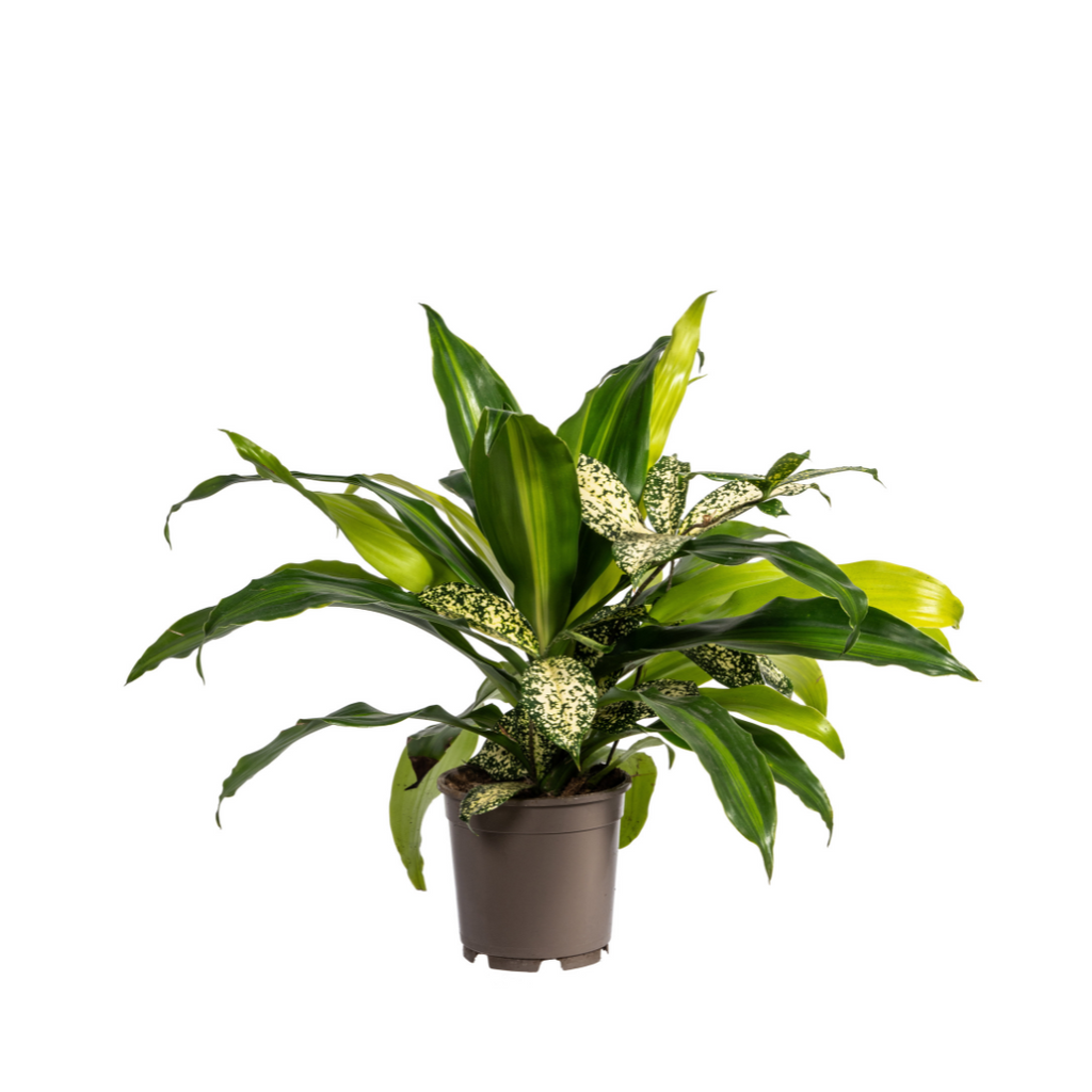 Plantenmix – Ø17 cm, 55–65 cm hoog