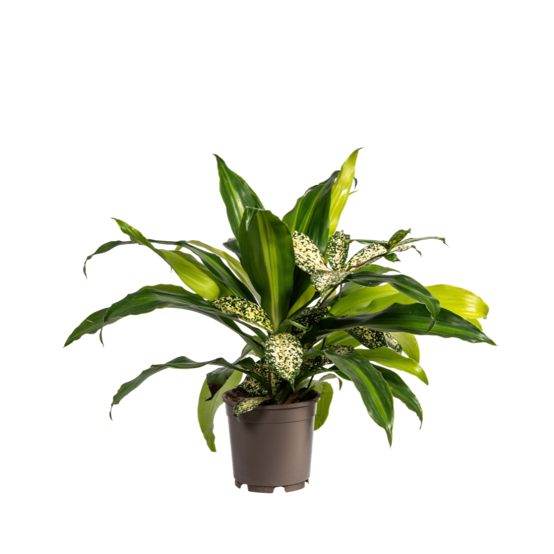 Plantenmix – Ø17 cm, 55–65 cm hoog