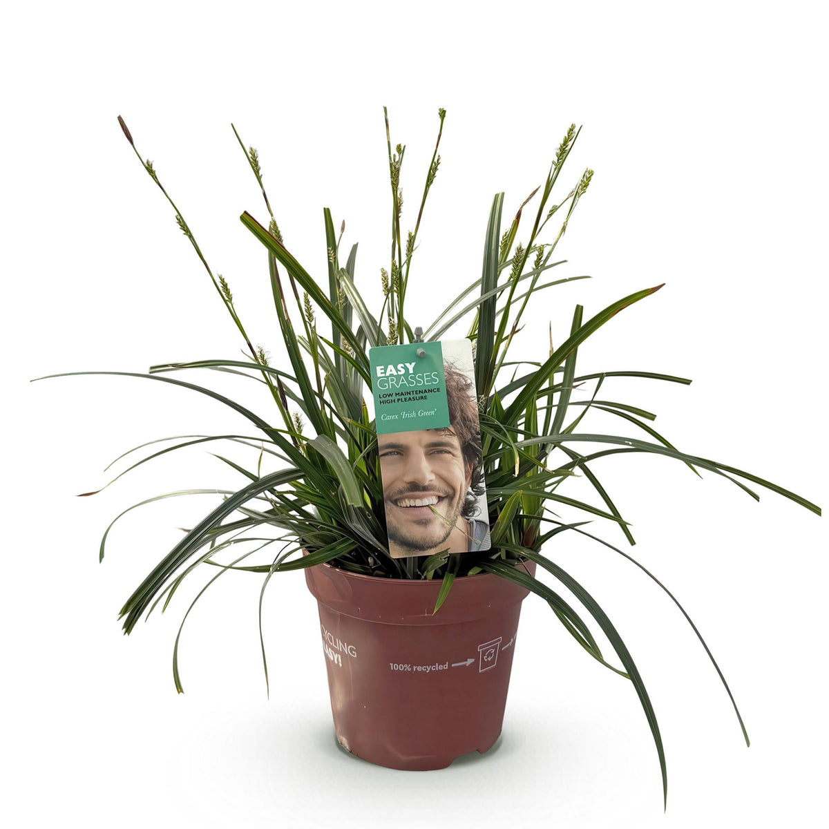 Carex oshimensis 'Intense Green' (zegge) – Ø17 cm, 50 cm hoog