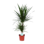 Dracaena marginata (dragebreg) – Ø17 cm, 75 cm høj