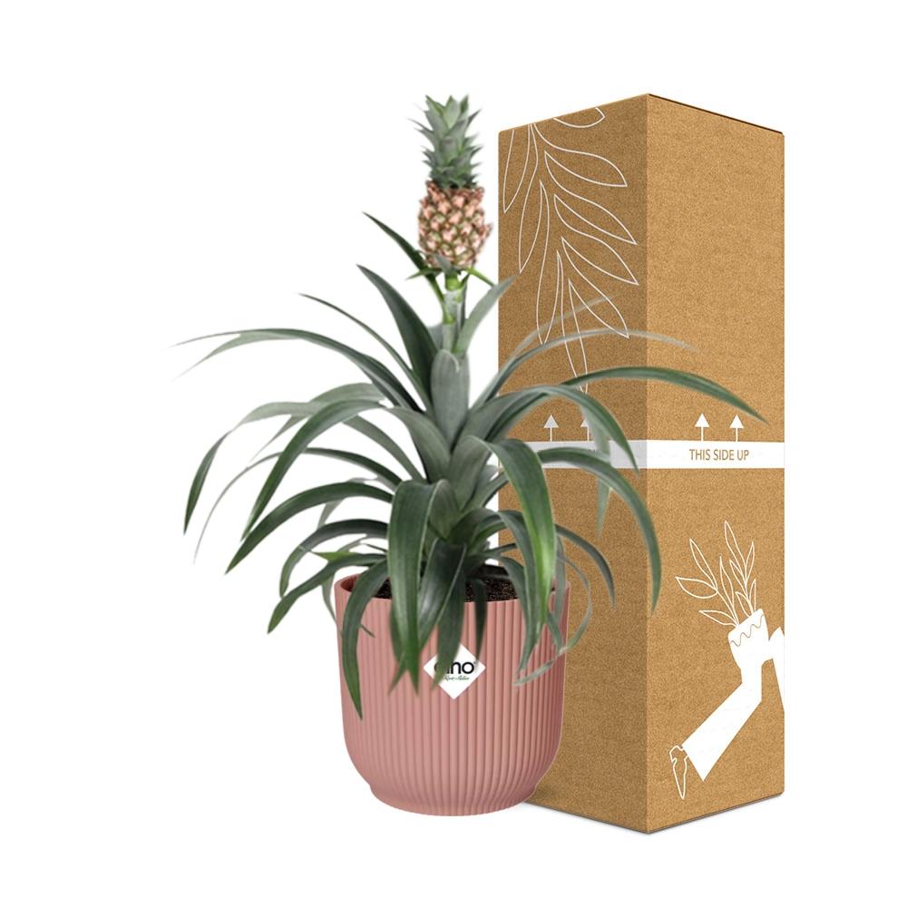 Ananas Mi Amigo i ELHO Vibes Fold 14 cm pink (ananasplante) – 40 cm høj – billede 4