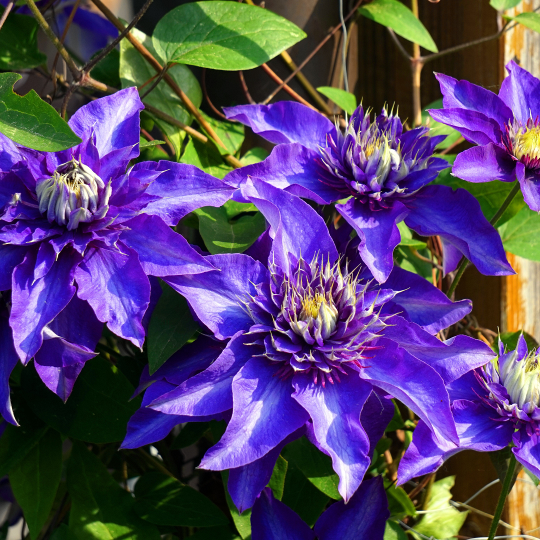 Clematis 'Multi Blue' (bosrank) – 3 planten