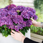 Hydrangea 'Forever & Ever' (hydrangea) – purple – Ø23 cm, 55 cm high