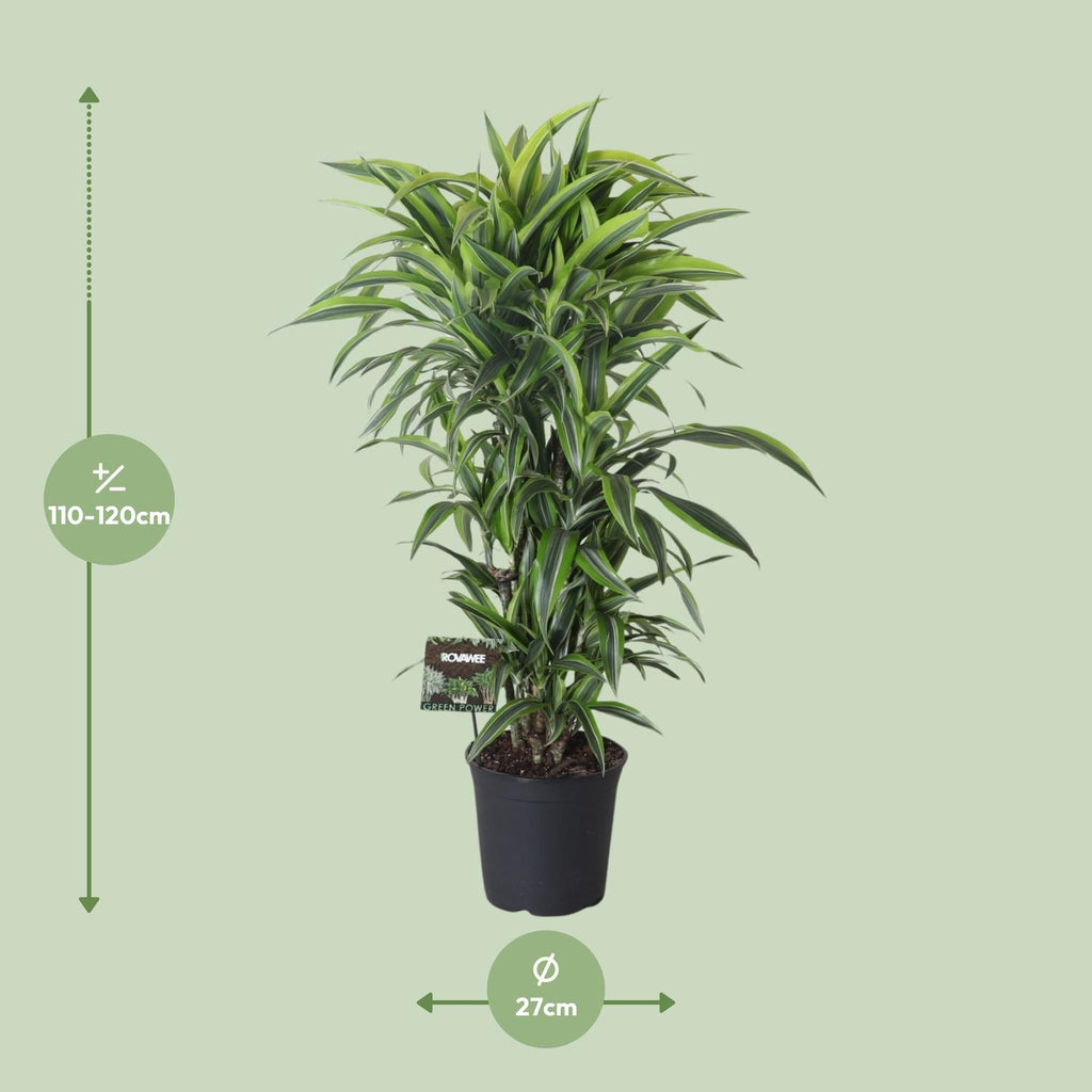 Dracaena fragrans Lemon Lime Verzweigt (Drachenbaum) – Ø27 cm, 120 cm hoch