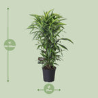 Dracaena fragrans Lemon Lime Verzweigt (Drachenbaum) – Ø27 cm, 120 cm hoch